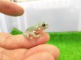 画像1: 美！　イエアメガエルCB　約２cm　１ (1)