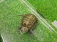 画像5: 美！　ニホンイシガメ　約４cm（多甲板）　１ (5)
