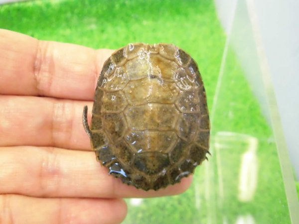 画像1: 美！　ニホンイシガメ　約４.５cm　C