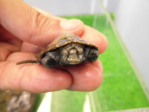 画像3: 美！　ニホンイシガメ　約４cm（多甲板）　１