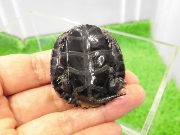 画像4: 美！　ニホンイシガメ　約４.５cm　A