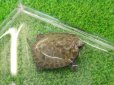 画像5: 美！　ニホンイシガメ　約４.５cm　A (5)