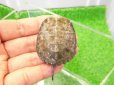 画像1: 美！　ニホンイシガメ　約４.５cm　A (1)