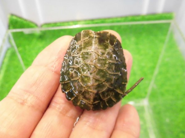 画像1: 美！　ニホンイシガメ　約４cm（多甲板）　１