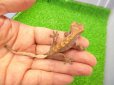 画像5: 美！　クレステッドゲッコー（ダルメシアン）　約９cm １ (5)