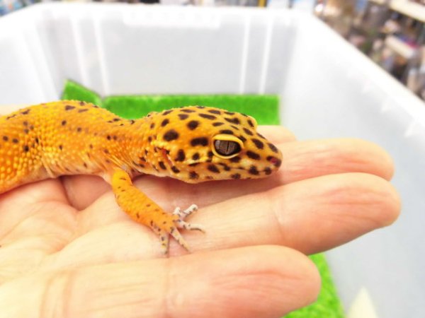 画像2: 美！　ブラックナイトタンジェリンクロス（ヒョウモントカゲモドキ）　約１４cm♀　１