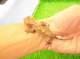 画像4: 美！　クレステッドゲッコー（ダルメシアン）　約９cm １ (4)