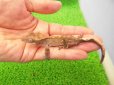 画像3: 美！　クレステッドゲッコー（ダルメシアン）　約９cm １ (3)
