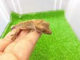 画像2: 美！　クレステッドゲッコー（ダルメシアン）　約９cm １ (2)