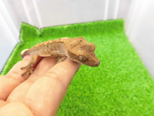 画像2: 美！　クレステッドゲッコー（ダルメシアン）　約９cm １
