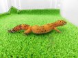 画像5: 美！　ブラックナイトタンジェリンクロス（ヒョウモントカゲモドキ）　約１４cm♀　１ (5)