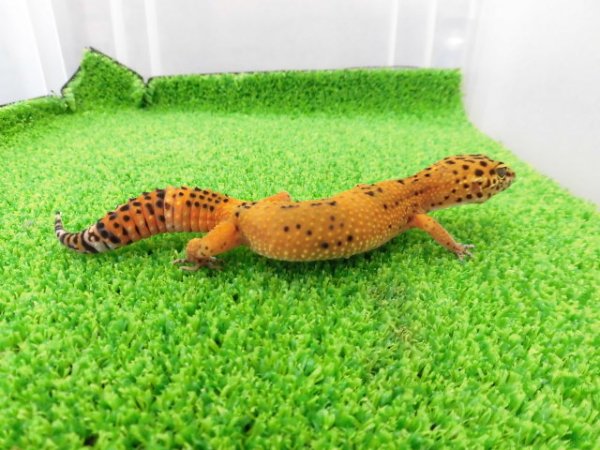 画像5: 美！　ブラックナイトタンジェリンクロス（ヒョウモントカゲモドキ）　約１４cm♀　１