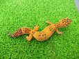 画像4: 美！　ブラックナイトタンジェリンクロス（ヒョウモントカゲモドキ）　約１４cm♀　１ (4)