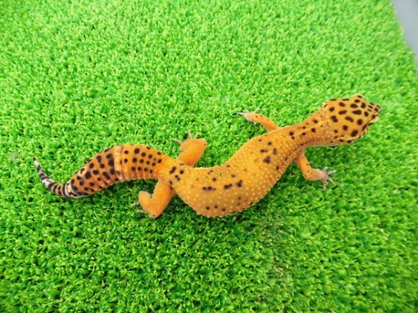 画像4: 美！　ブラックナイトタンジェリンクロス（ヒョウモントカゲモドキ）　約１４cm♀　１