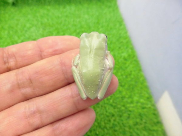 画像4: 美！　イエアメガエル（スノーフレーク）　約３cm　１