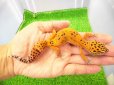 画像1: 美！　ブラックナイトタンジェリンクロス（ヒョウモントカゲモドキ）　約１４cm♀　１ (1)