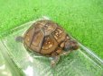 画像6: 美！　ミツユビハコガメ　約６.５cm　１