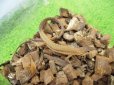 画像3: 美！　ニホンカナヘビ　約１４cm♂　１　 (3)