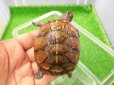 画像1: 美！　ミツユビハコガメ　約６.５cm　１ (1)