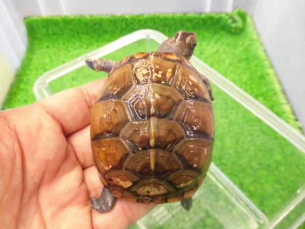 画像1: 美！　ミツユビハコガメ　約６.５cm　１