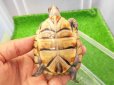 画像7: 美！　ミツユビハコガメ　約６.５cm　１