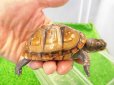 画像2: 美！　ミツユビハコガメ　約６.５cm　１ (2)