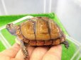 画像4: 美！　ミツユビハコガメ　約６.５cm　１