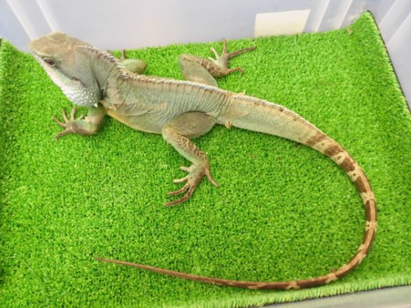 画像4: 美！　インドシナウォータードラゴン　約５５cm　A