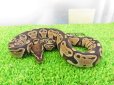 画像3: 美！　ボールパイソン（2025FH）　約３０cm♀　４ (3)