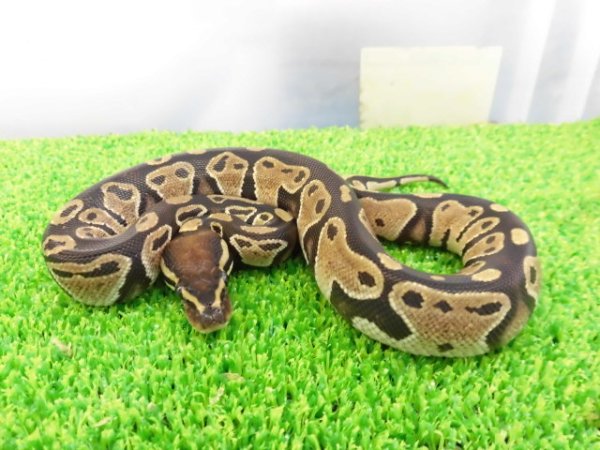 画像3: 美！　ボールパイソン（2025FH）　約３０cm♀　４