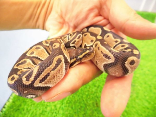 画像5: 美！　ボールパイソン（2025FH）　約３０cm♀　４