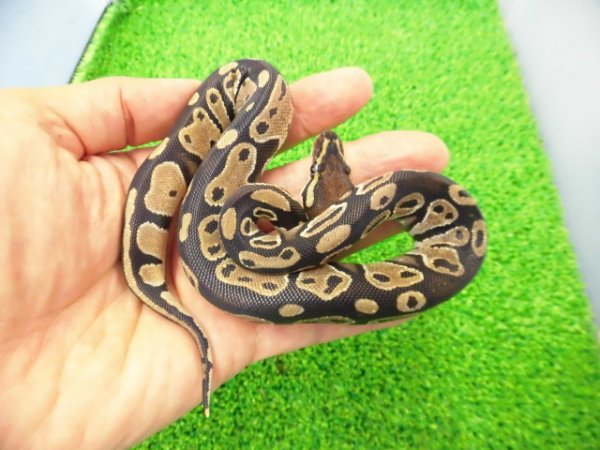 画像4: 美！　ボールパイソン（2025FH）　約３０cm♀　４