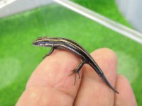 美！　ニホントカゲ（幼体）　約６cm　１