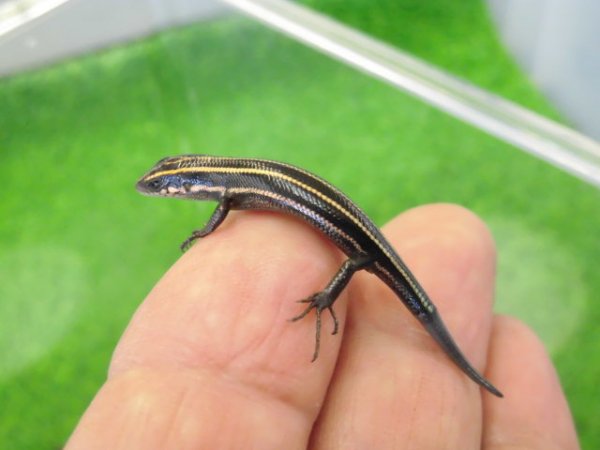 画像1: 美！　ニホントカゲ（幼体）　約６cm　１