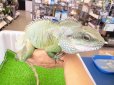 画像3: 美！　インドシナウォータードラゴン　約５５cm　A (3)