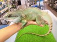 画像1: 美！　インドシナウォータードラゴン　約５５cm　A (1)