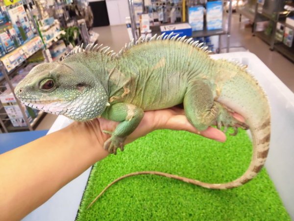画像1: 美！　インドシナウォータードラゴン　約５５cm　A
