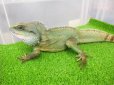 画像5: 美！　インドシナウォータードラゴン　約５５cm　A (5)