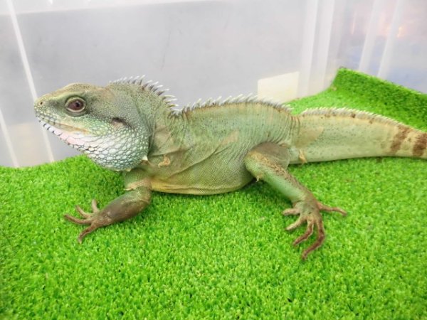 画像5: 美！　インドシナウォータードラゴン　約５５cm　A