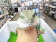 画像2: 美！　インドシナウォータードラゴン　約５５cm　A (2)