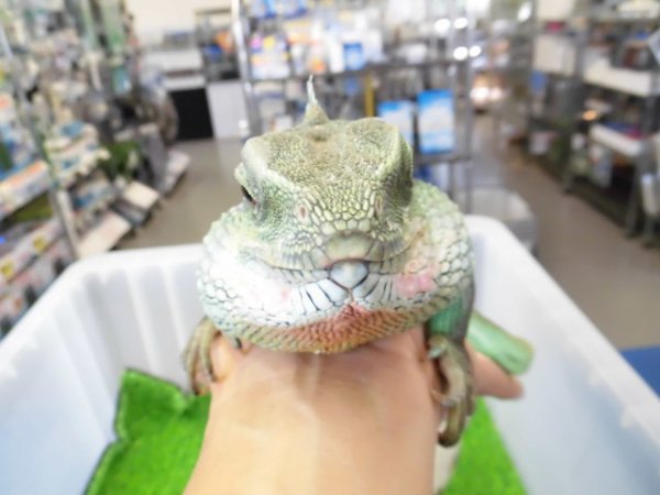 画像2: 美！　インドシナウォータードラゴン　約５５cm　A