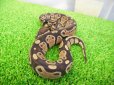 画像2: 美！　ボールパイソン（2025FH）　約３０cm♀　４ (2)
