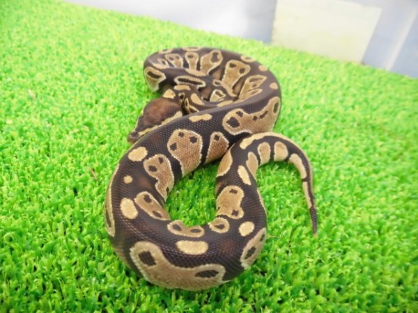 画像2: 美！　ボールパイソン（2025FH）　約３０cm♀　４