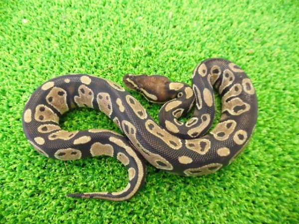 画像1: 美！　ボールパイソン（2025FH）　約３０cm♀　４