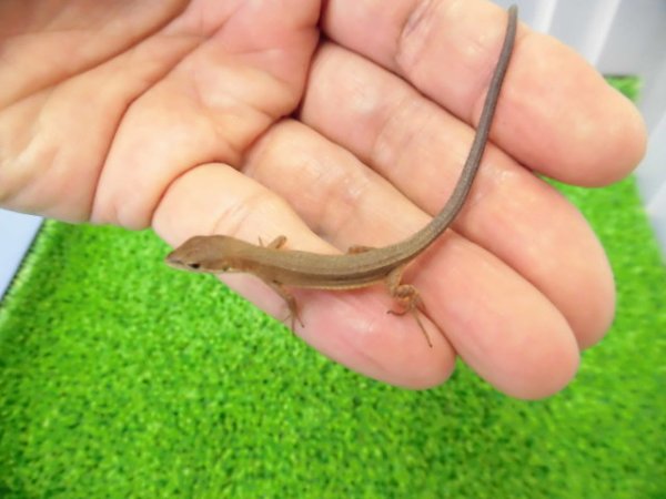 画像2: 美！　ニホンカナヘビ（ベビー）　約６cm　１　