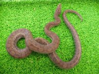 美！　コロンビアレインボーボアCB　約６０cm♀　１