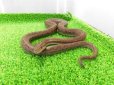 画像3: 美！　コロンビアレインボーボアCB　約６０cm♀　１