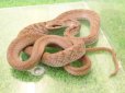 画像1: 美！　シマヘビ（パターンレス）　約６０cm　１ (1)