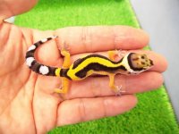 美！　ボールドストライプ（ヒョウモントカゲモドキ）　約９cm　１