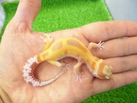 美！　ラプター（ヒョウモントカゲモドキ）　約１２cm　１